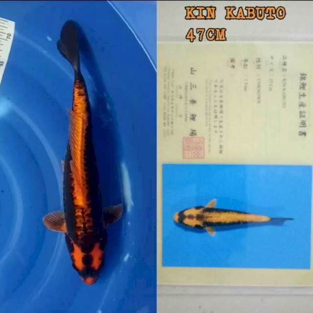 Kin Kabuto. 45 cm, serti Yamasan