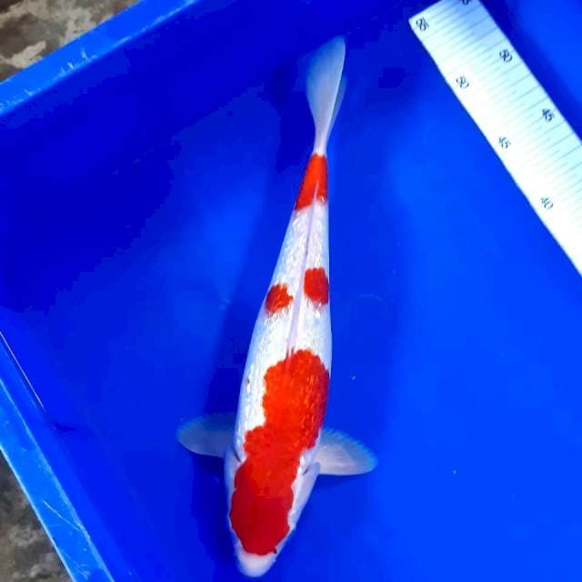 Kohaku gindrin red strong 33cm