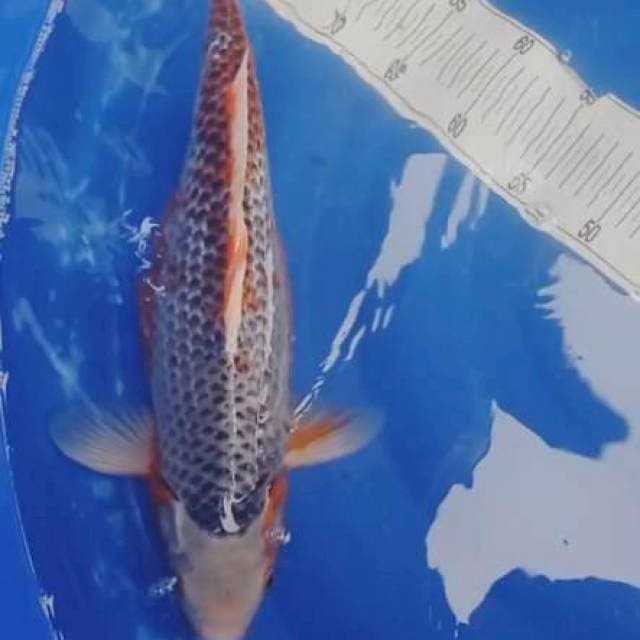 Asagi 47cm