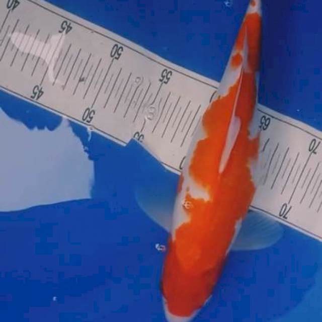 Inazuma Kohaku 36cm