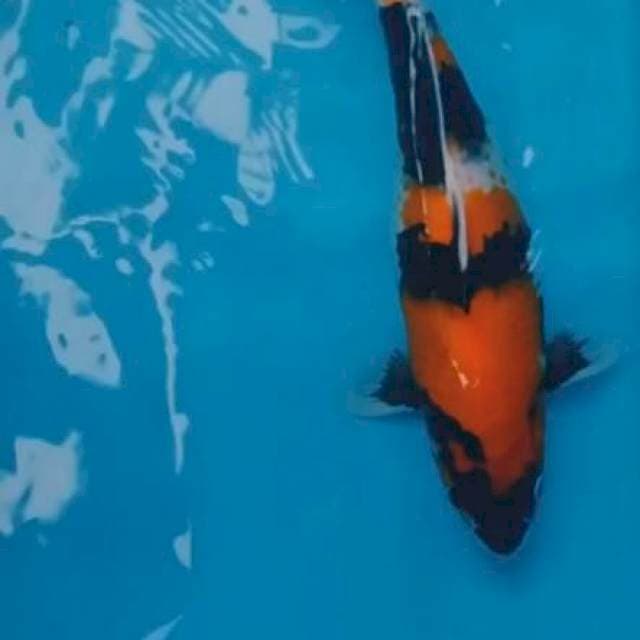 Showa 39cm
