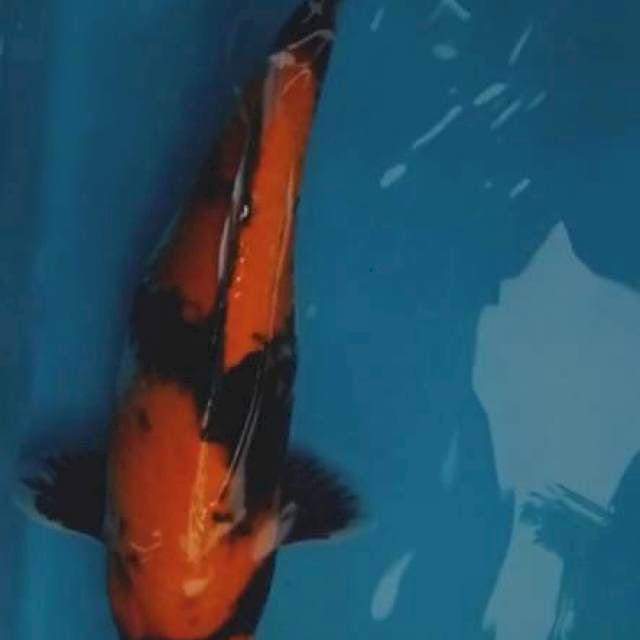 Utsuri 40cm
