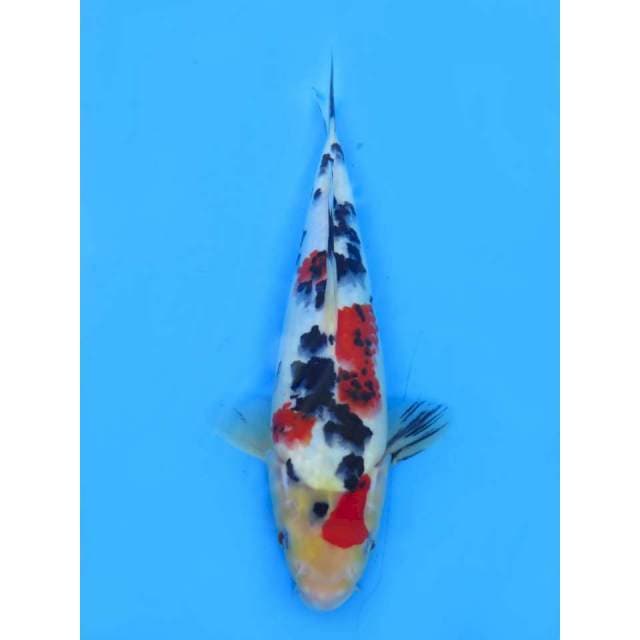 Red Sanke - 26cm Male