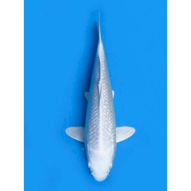 Platinum Ginrin - 28cm Male