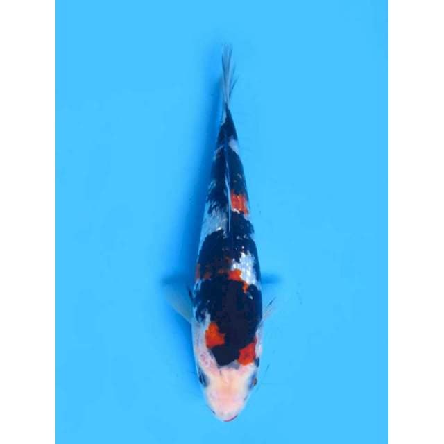 Showa Ginrin - 18cm Male