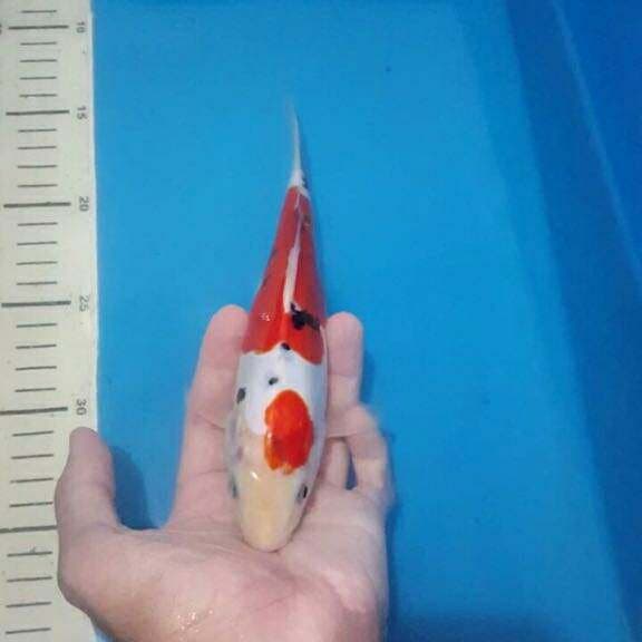 doitsu bulky merah darah