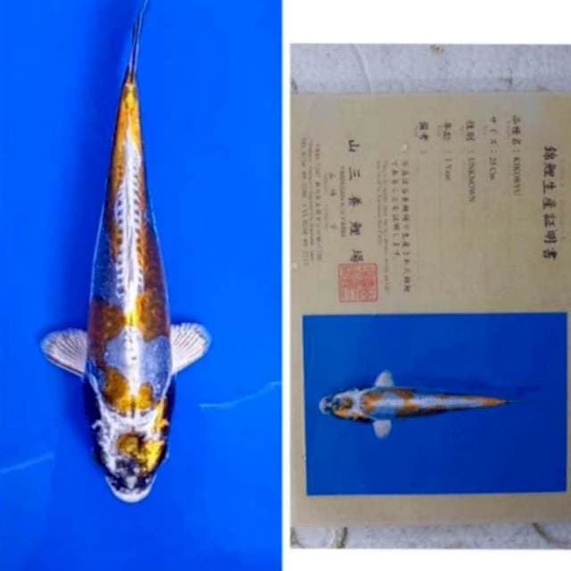 Kiko yamasan 35bu