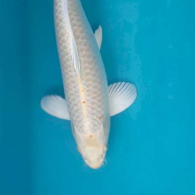 Ogon 45cm