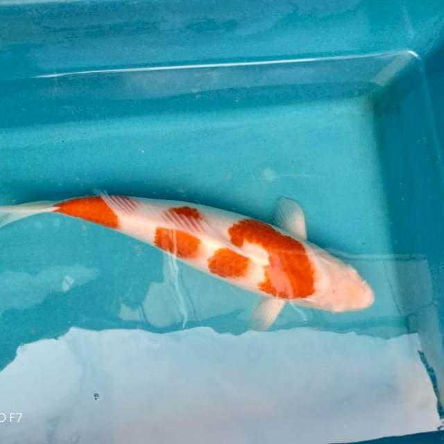 Bozu kohaku 50bu