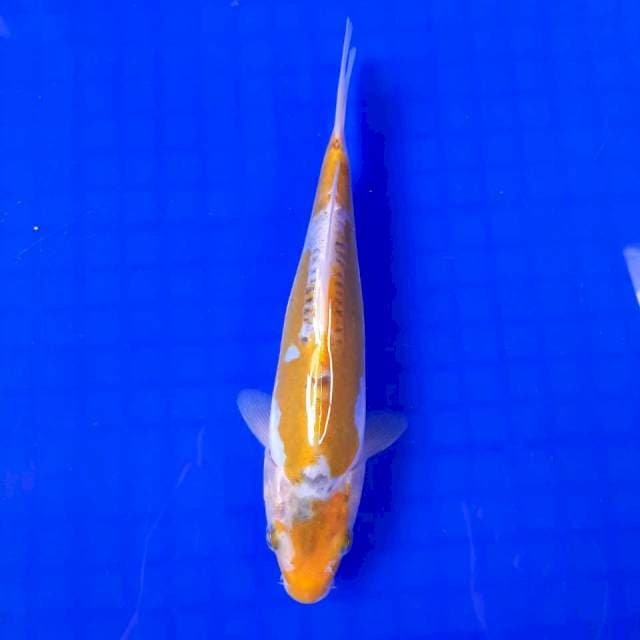 KINSUI