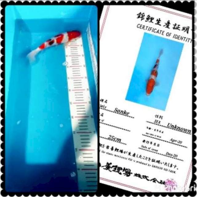Sanke import hq 30bu