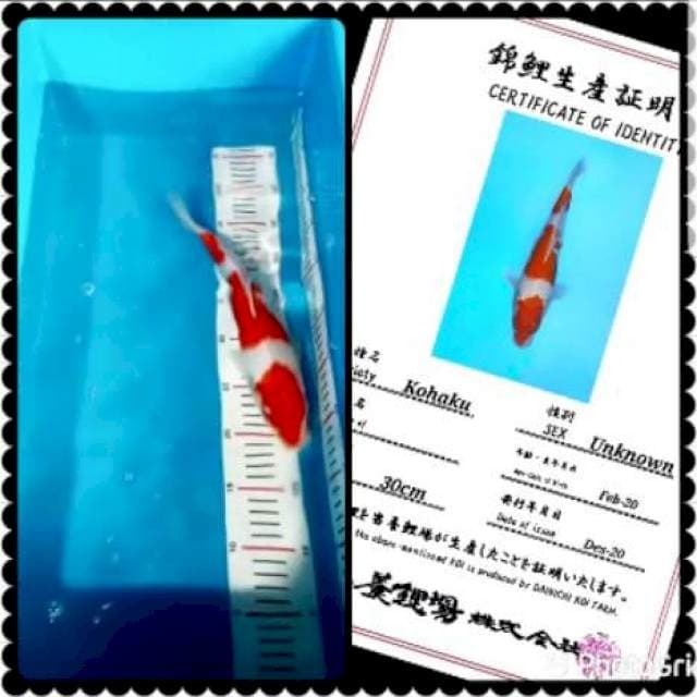 Super kohaku 3step 35bu import
