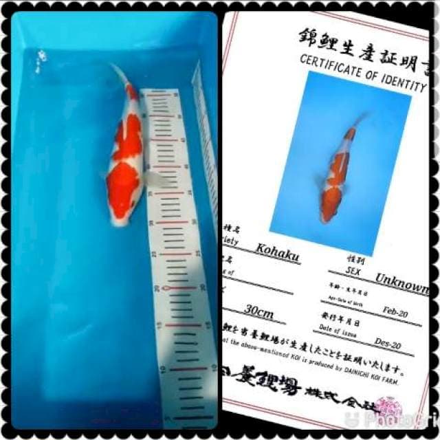 Jumbo 35bu import sq kohaku dainichi
