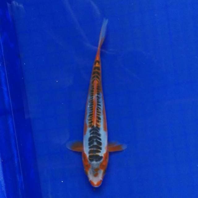 Hani Susii 21cm