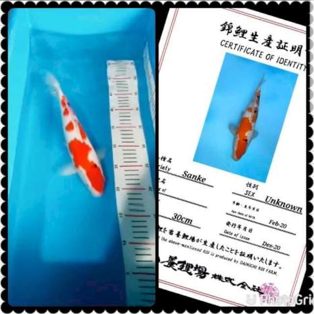 Super sanke 35bu import