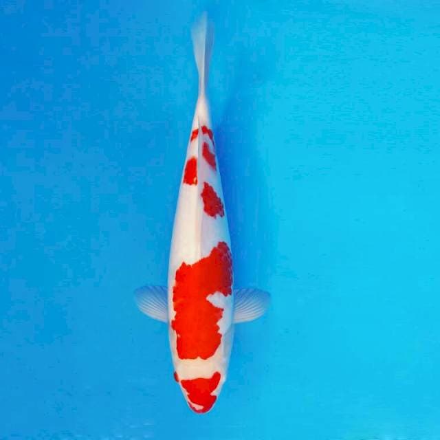 IZUMO 6 ~ KOHAKU ™