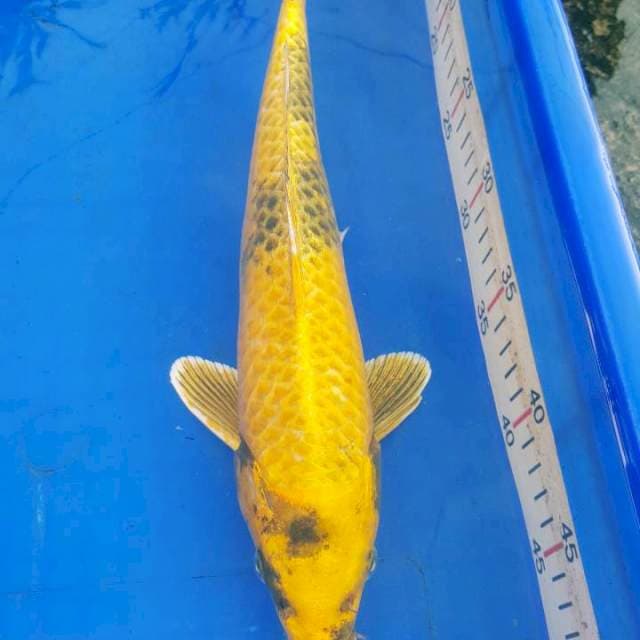 Kin ki showa male 35cm