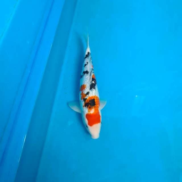 Sanke Ginrin 30bu