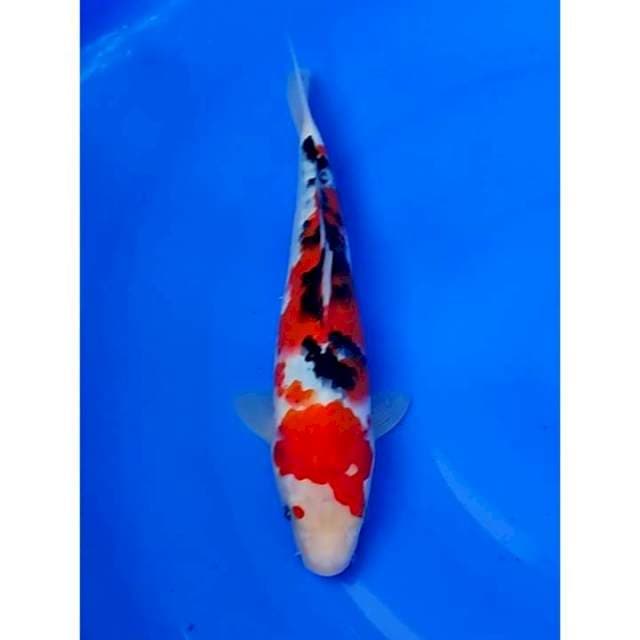 Strong Sanke Original 30cm (F)