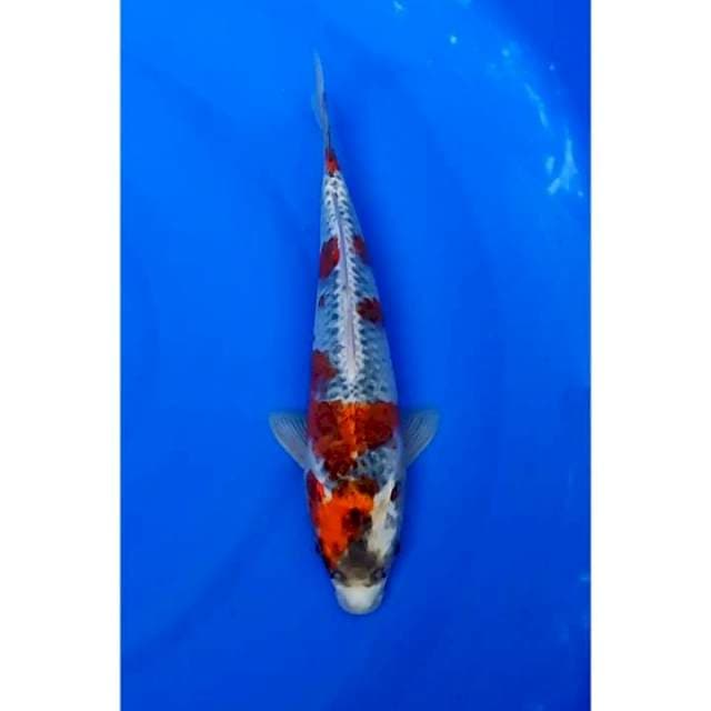 Kujaku Sakura Patern 28cm (F)