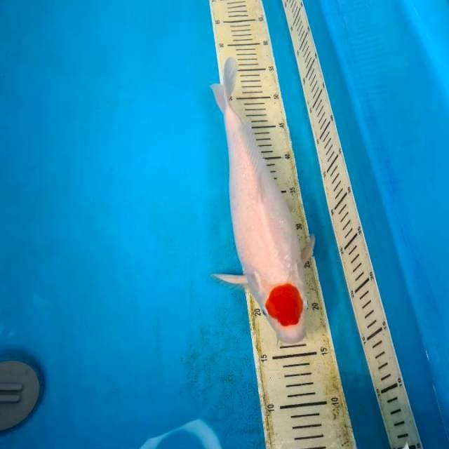 T. Kohaku Bulky 35bu