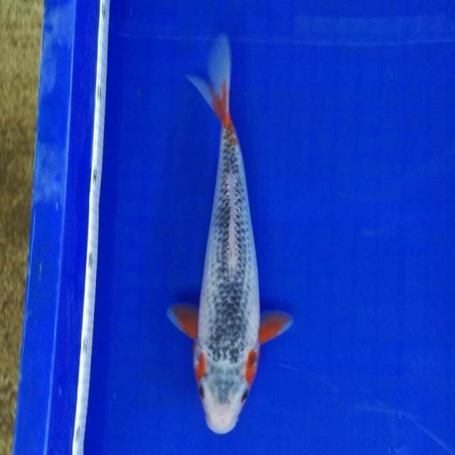 Asanti 25cm