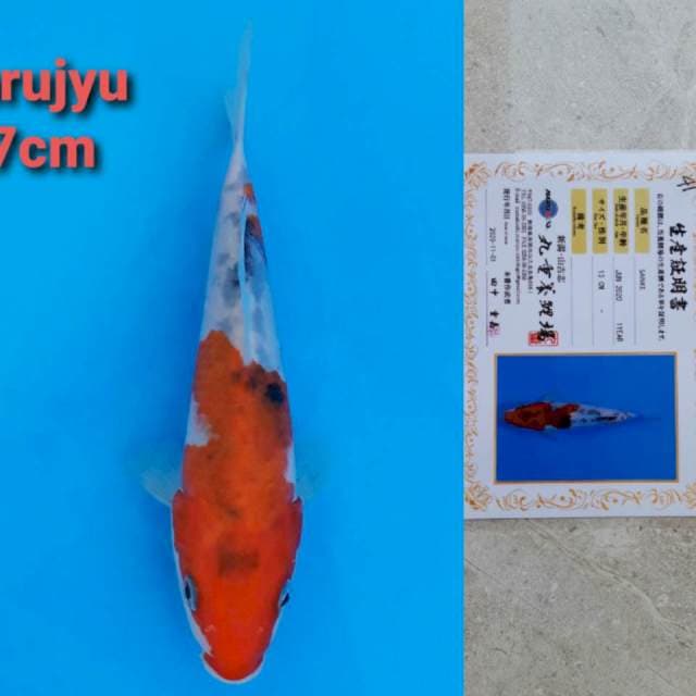 Marujyu sanke 17cm certi