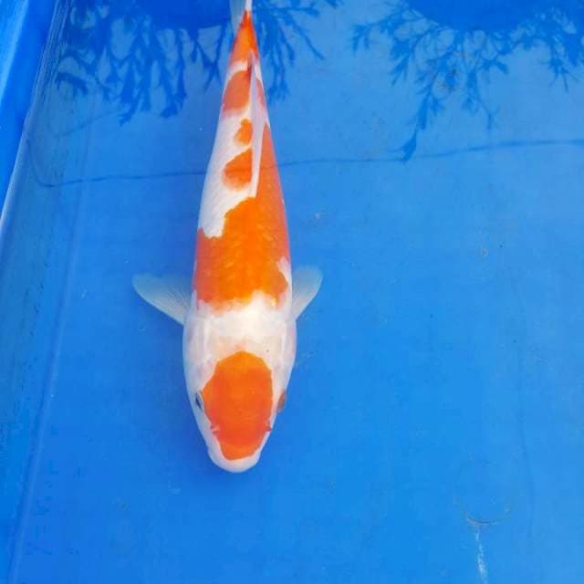 Kohaku maruten 29cm jantan