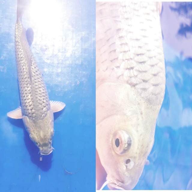 Soragoi Ginrin Jantan Punuk ring joos
