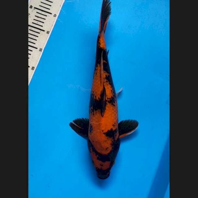 Utsuri jumbo jantan 43 cm