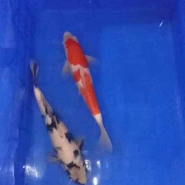MIX SAIS 34 CM