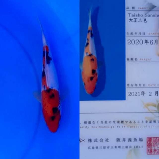 Sanke 25cm Sakai Fish Farm