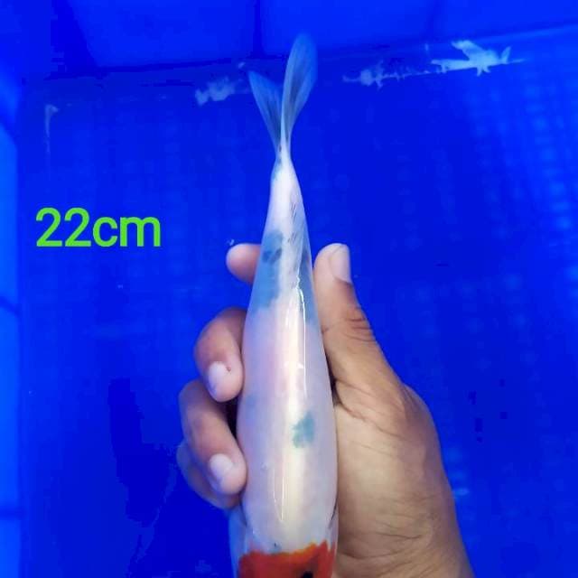 Tancho Showa Tategoi 22cm
