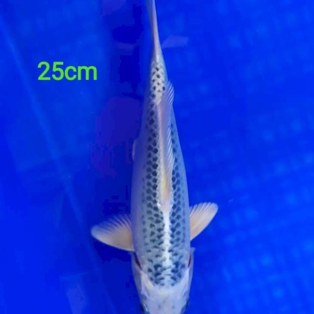 Gin Matsuba 25cm
