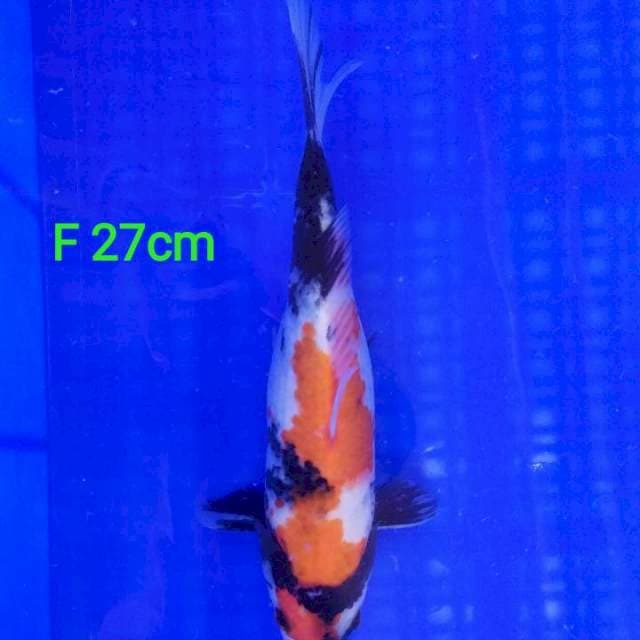 Female Showa 27cm