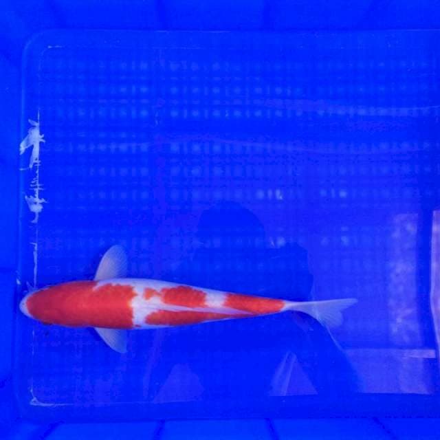 Kohaku Male Ori 32cm