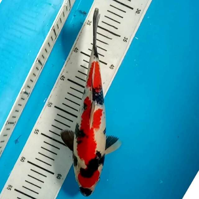 SHOWA SANSHOKU 30CM (ORIGINAL merah strong)