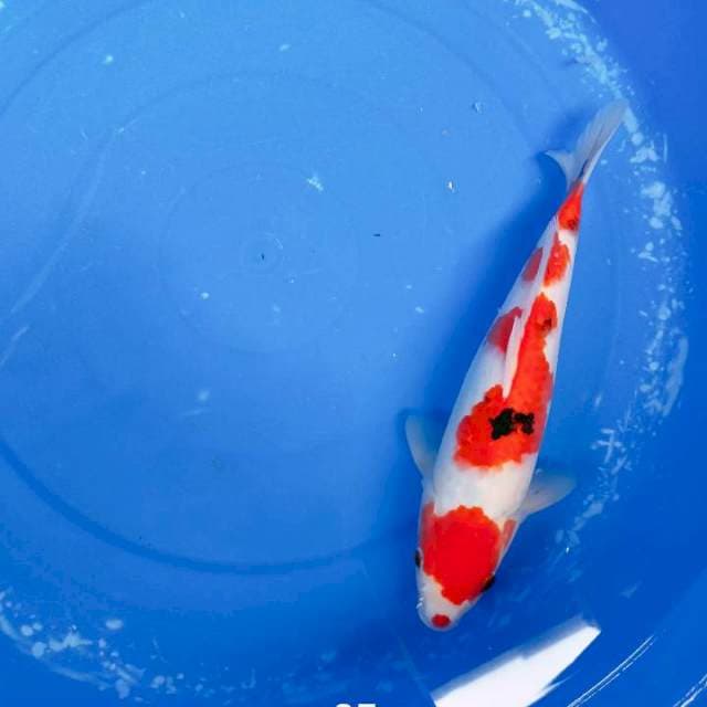Maruten sanke 25cm