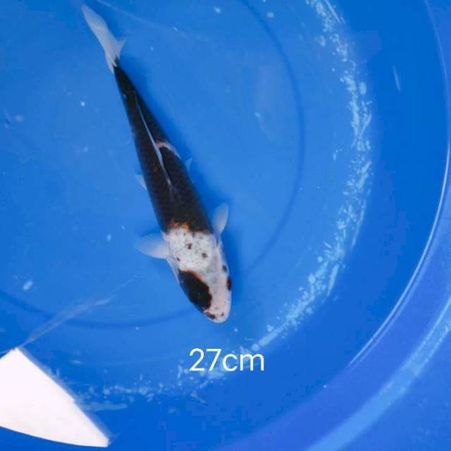 Budo 27cm