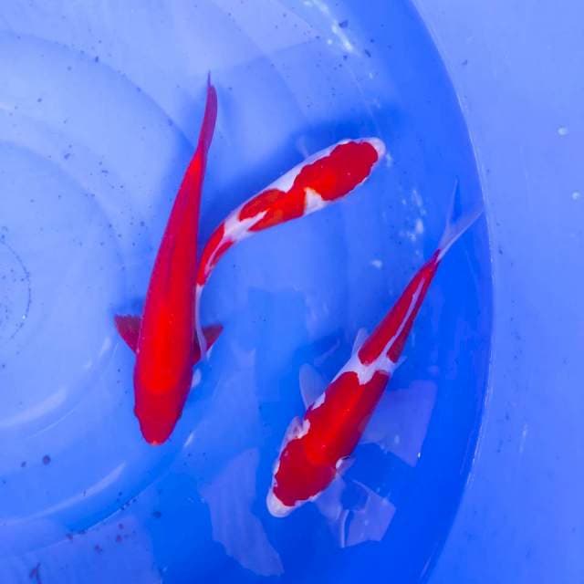 Paket mix kohaku beni