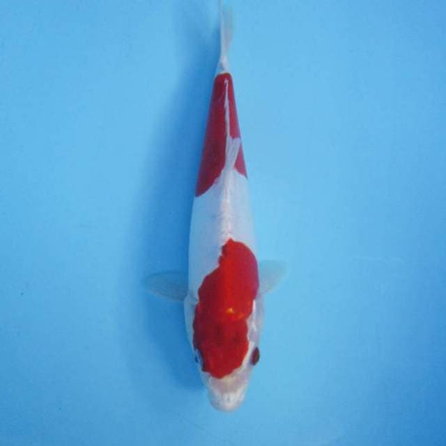 Kohaku hikari 25 cm