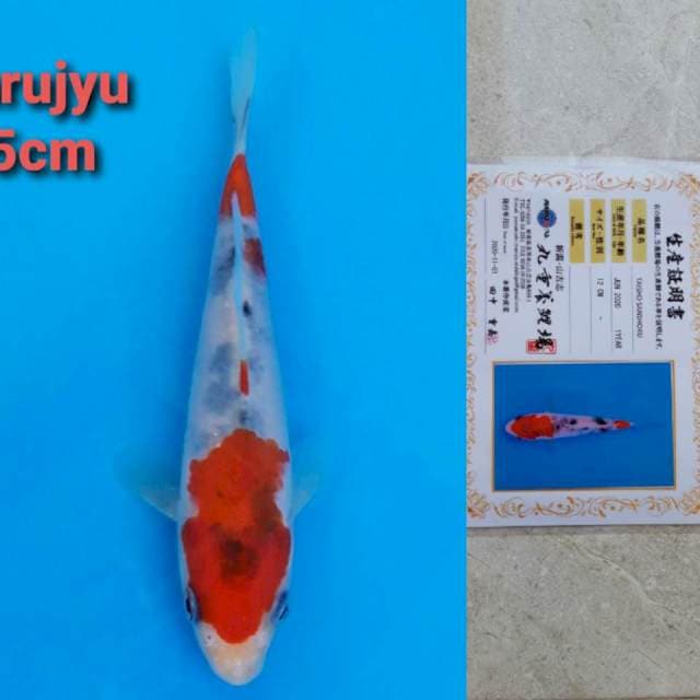 Marujyu sanke 15cm certi