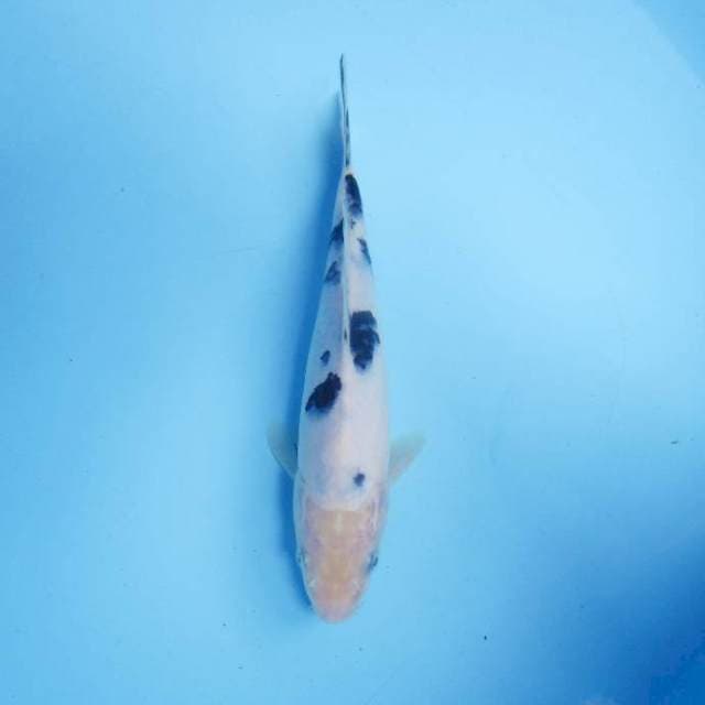 Bekko 20 cm