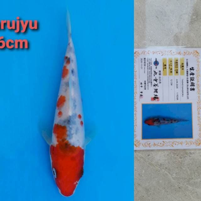 Marujyu sanke 16cm certi