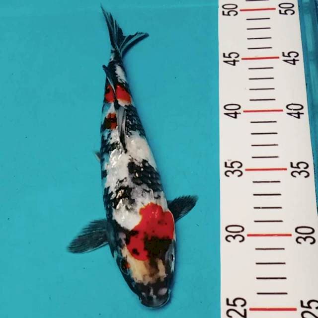 Showa ginrin 25cm