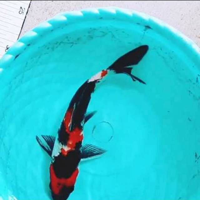 Showa gindrin
