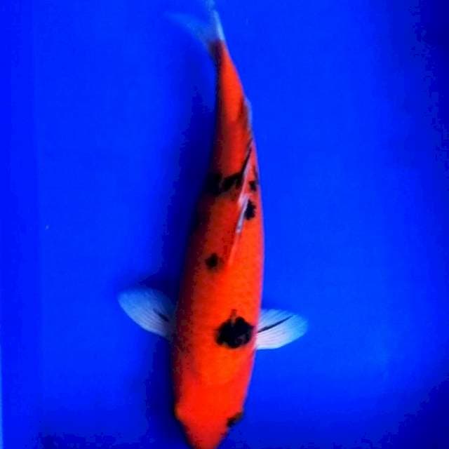 Jumbo akabekko 38cm
