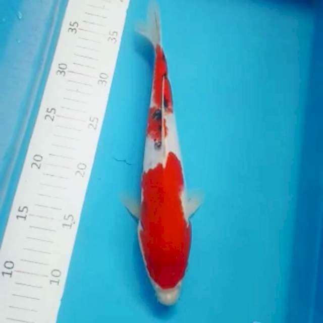 Kohaku