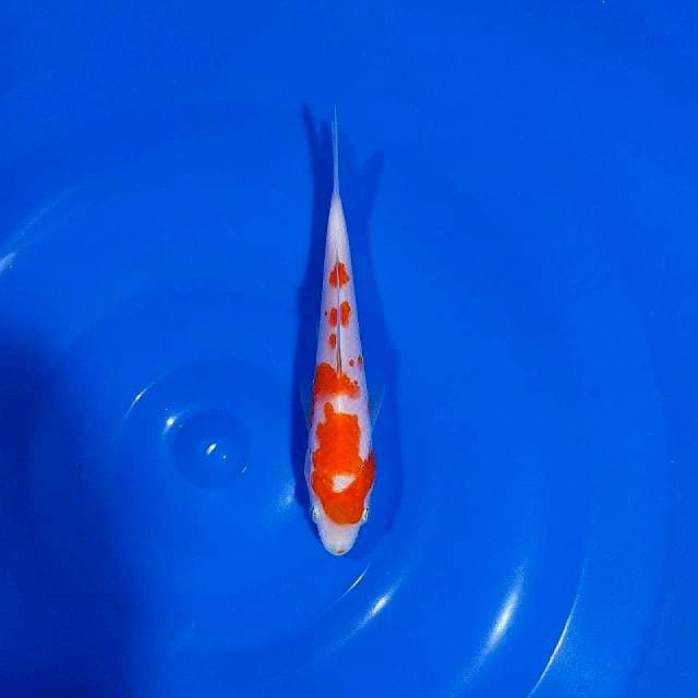 Kohaku