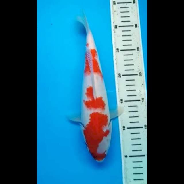 KOHAKU 30 Cm
